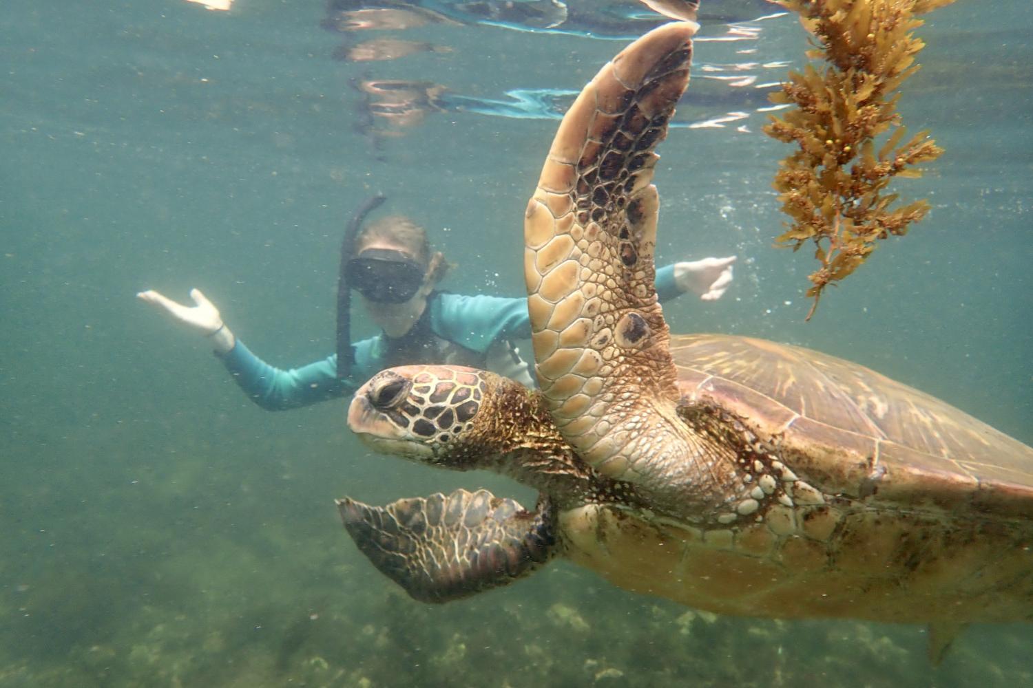 一名<a href='http://my.alfirdaus.net'>全球十大赌钱排行app</a>学生在Galápagos群岛游学途中与一只巨龟游泳.